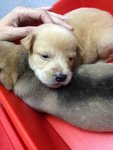 Tiger, Bear Bear, Rusty And Rosie  - Golden Retriever Mix Dog