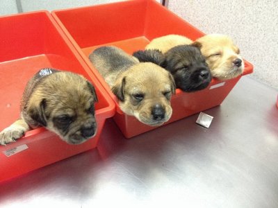 Tiger, Bear Bear, Rusty And Rosie  - Golden Retriever Mix Dog