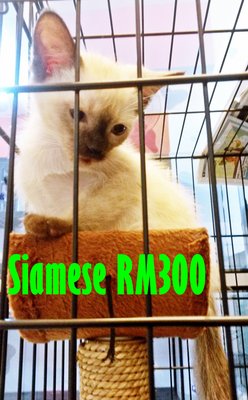 Saimy - Siamese Cat