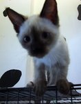 Saimy - Siamese Cat