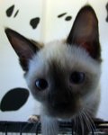 Saimy - Siamese Cat