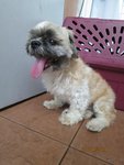 Bruno - Shih Tzu Mix Dog