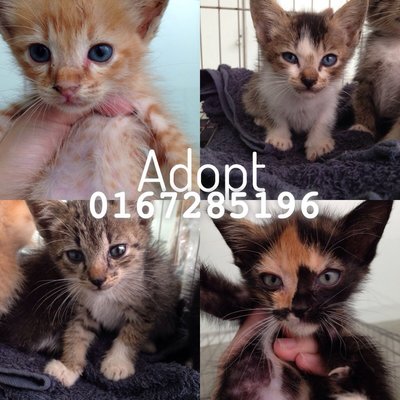 4 Kittens - Domestic Short Hair + Oriental Short Hair Cat