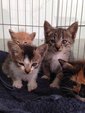 4 Kittens - Domestic Short Hair + Oriental Short Hair Cat