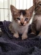 4 Kittens - Domestic Short Hair + Oriental Short Hair Cat