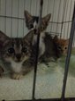 4 Kittens - Domestic Short Hair + Oriental Short Hair Cat