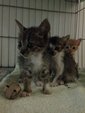 4 Kittens - Domestic Short Hair + Oriental Short Hair Cat