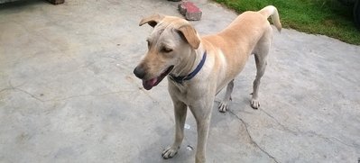 Blue Collar Dog - Mixed Breed Dog