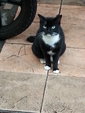 Tuxedo - Domestic Short Hair Cat