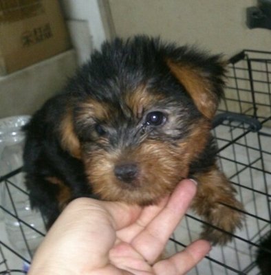 Silky Terrier For Sale - Skye Terrier Dog