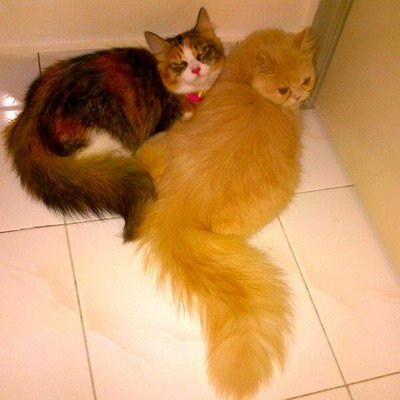 Betsy &amp; Teddy - Domestic Long Hair + Maine Coon Cat