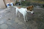 Sasa - Mixed Breed Dog