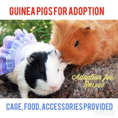 PF56210 - Guinea Pig Small & Furry