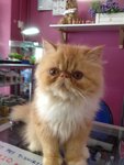 PF56213 - Persian Cat