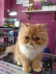 PF56213 - Persian Cat