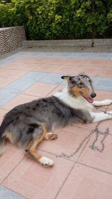 Zeta - Collie Mix Dog