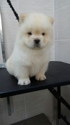 Chow Chow - Cream  - Chow Chow Dog