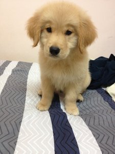 Lucy - Golden Retriever Dog