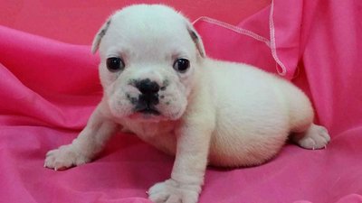 PF56219 - English Bulldog Dog