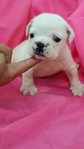 PF56219 - English Bulldog Dog