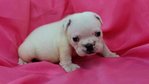 PF56219 - English Bulldog Dog