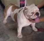 PF56219 - English Bulldog Dog