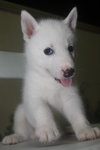 Pure White Bi Eyes Siberian Husky - Siberian Husky Dog