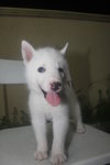 Pure White Bi Eyes Siberian Husky - Siberian Husky Dog