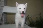 Pure White Bi Eyes Siberian Husky - Siberian Husky Dog