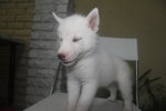 Pure White Bi Eyes Siberian Husky - Siberian Husky Dog