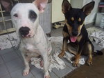 Putih and Kasturi --Getting a bath, before going to the vet for spaying