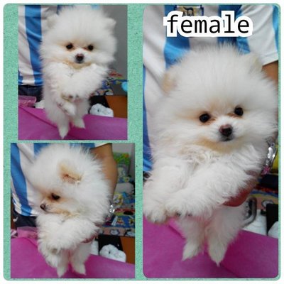 White With Cream Ears Pomeranian - Pomeranian Dog