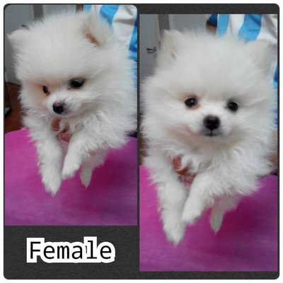 White Pom With Short Nozzle - Pomeranian Dog