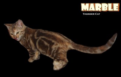 Marble - Bengal Cat