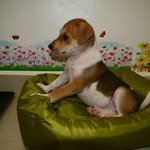 Puppy 1 - Female ( Adopted by Alan )