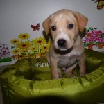 Puppy 5 - Male - ( Adopted By Mr Lim )