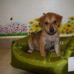 Puppy 6 - Male ( Adopted by Lee Teck Yoo)