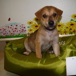 Puppy 6 - Male ( Adopted by Lee Teck Yoo