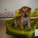 Puppy 6 - Male ( Adopted by Lee Teck Yoo