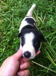 Puppy 3 - Male