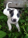 Puppy 4 -  Female ( Adopted by Steven )