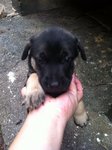 Puppy 5 -Female ( Adopted by Kuan Yew )