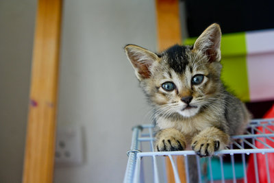 Kuma - British Shorthair + Domestic Short Hair Cat