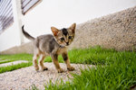 Kuma - British Shorthair + Domestic Short Hair Cat