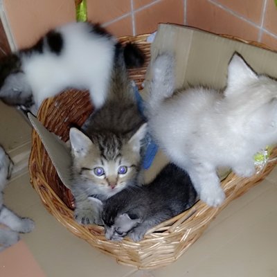 Anak2 Terabai... - Domestic Long Hair Cat