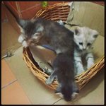 Anak2 Terabai... - Domestic Long Hair Cat