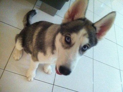 Beautiful Husky - Price Negotiable - Siberian Husky Dog