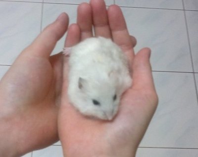 Dwarf Hamster (White &amp; Brown) - Common Hamster Hamster