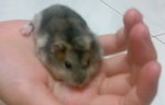 Winter Pearl Dwarf Hamster