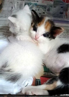 2 Abadoned Kittens - Domestic Medium Hair Cat